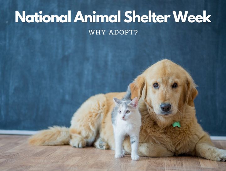 National Animal Shelter Week Airway Animal Clinic